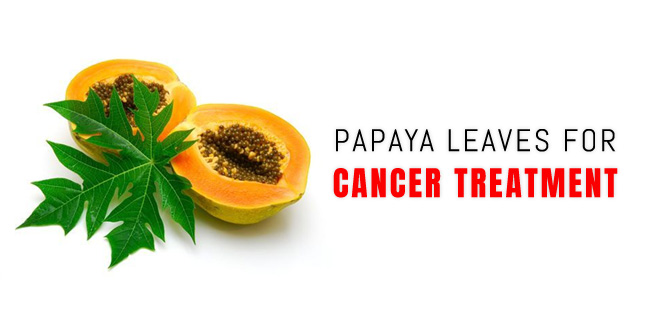 Papaya Leaves for Cancer Treatment