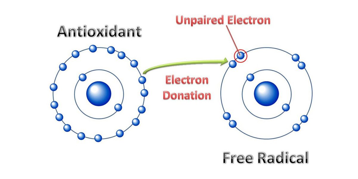 how antioxidants prevents cancer