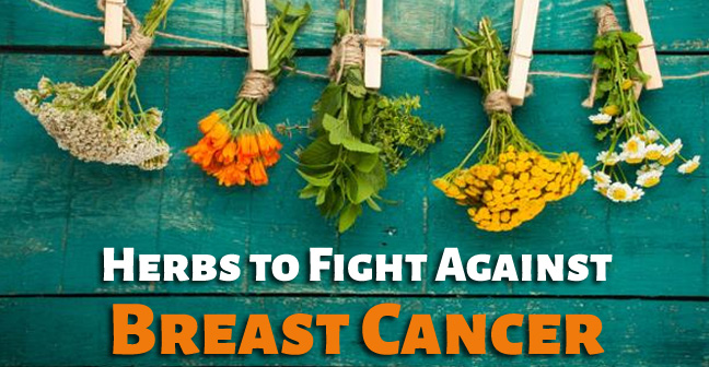 Herbs to Fight Against Breast Cancer Naturally