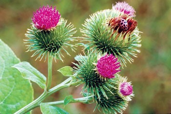 herb that fight against breast cancer