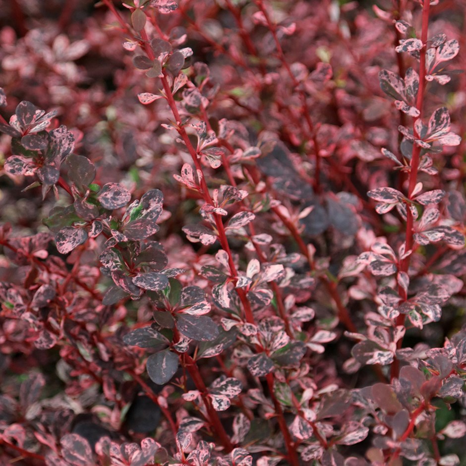 herb to fight against breast cancer