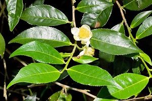 herbs that fight against breast cancer
