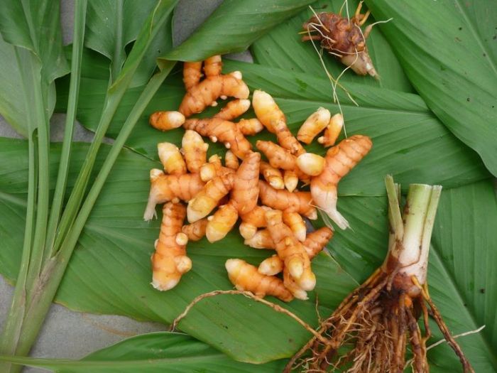 herbs that fight agianst breast cancer