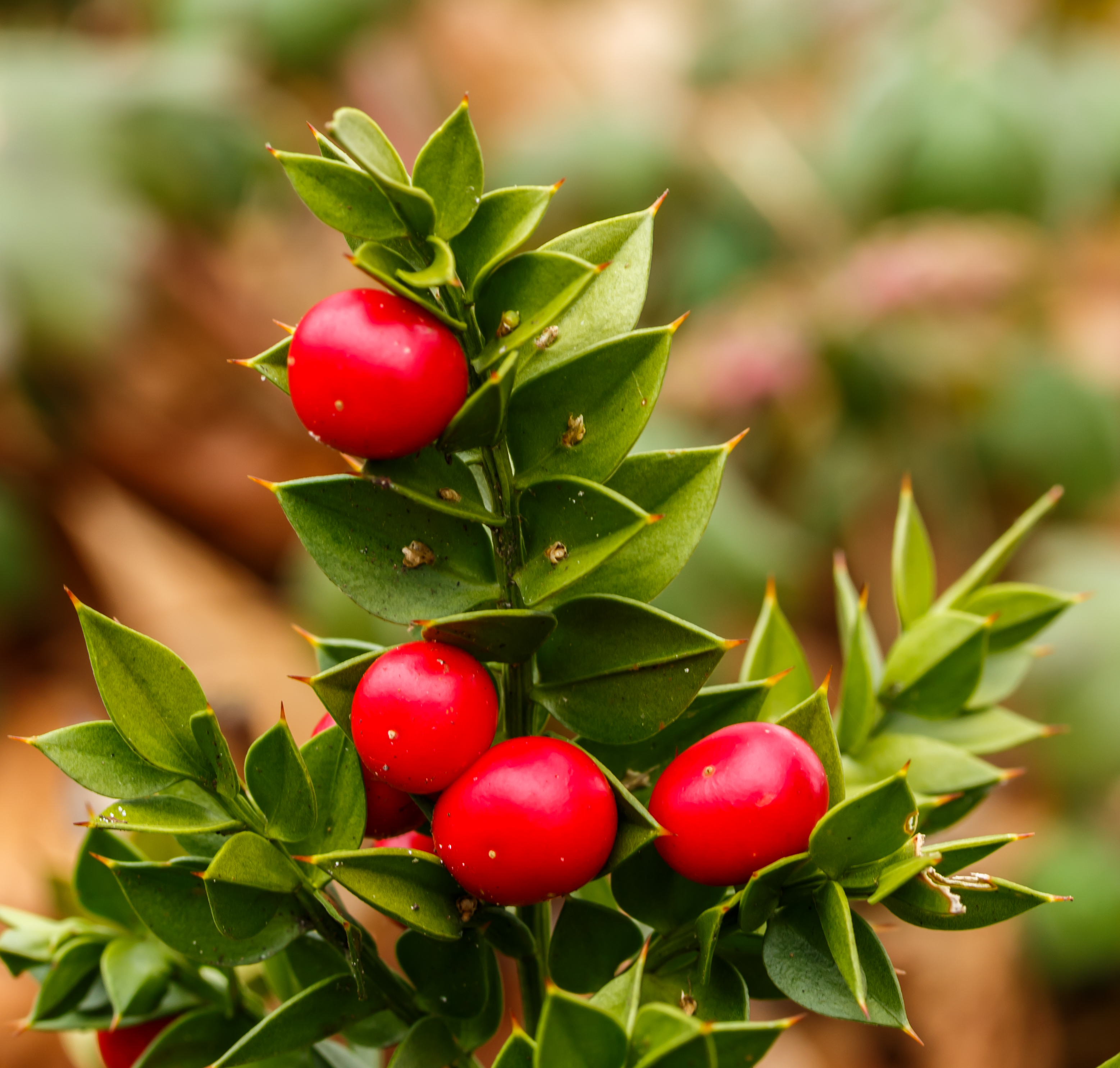 herbs to fight against breast cancer 1