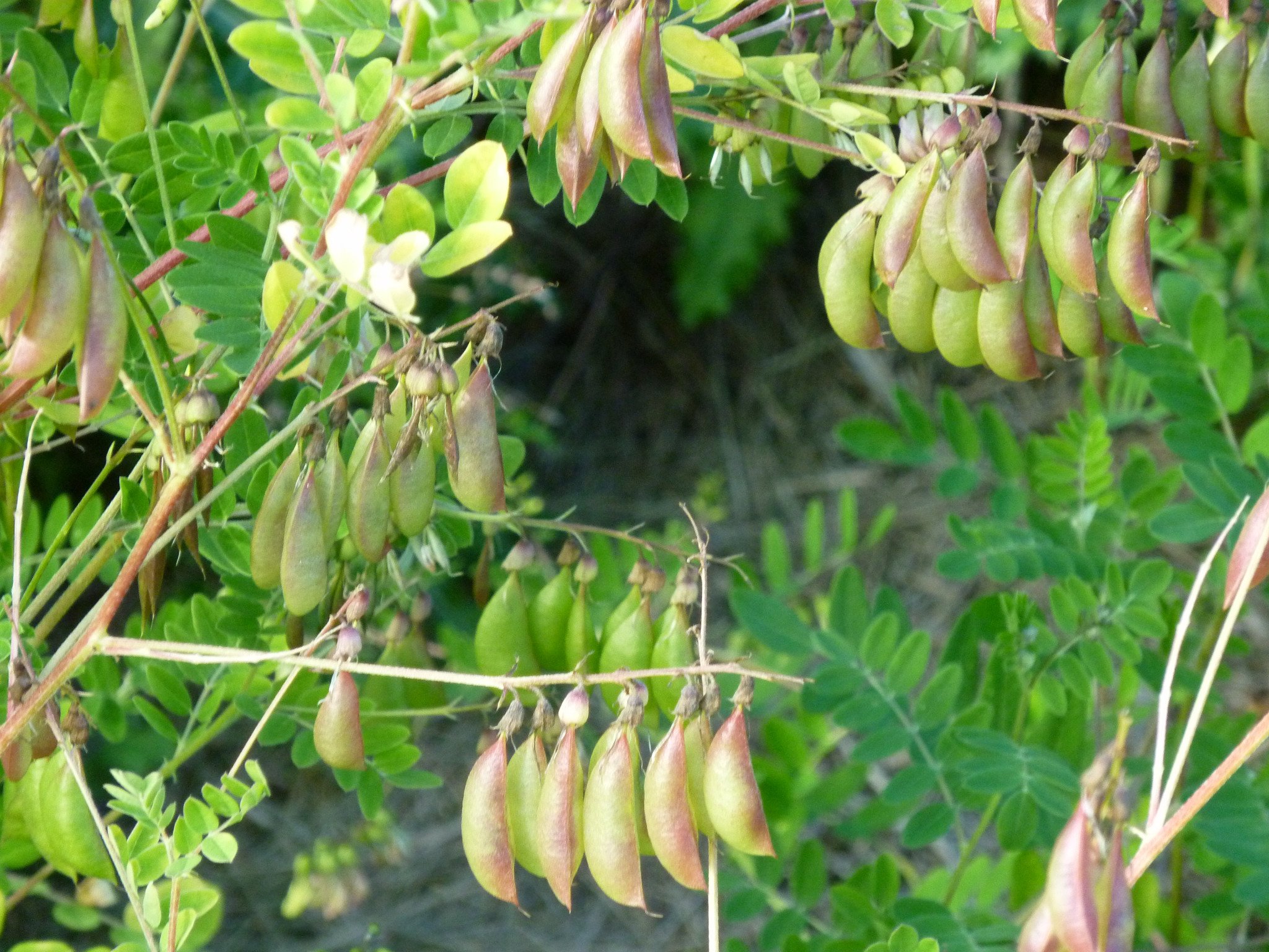 herbs to fight against breast cancer