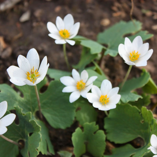 plants and herbs to fight against breast cancer
