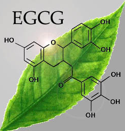 does green tea cure cancer