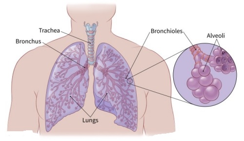 types of lung cancer small cell